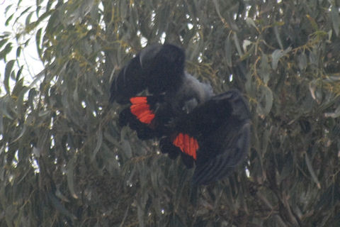 Glossy Black-Cockatoo (Calyptorhynchus lathami)